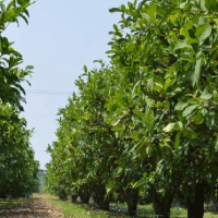 關(guān)于如何定制玻璃反應釜的建議。